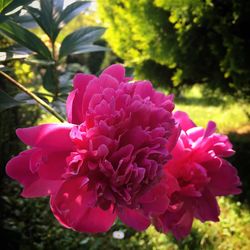 Close-up of pink flowers blooming outdoors