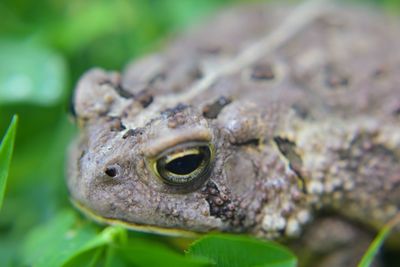 Close-up of toad on grass