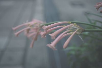 Close-up of flowers