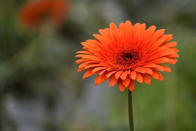 Close-up of orange flower