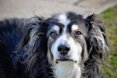 Close-up portrait of dog