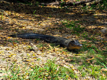 Close-up of crocodile on grass