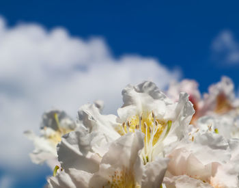 Close-up of white cherry blossom against sky