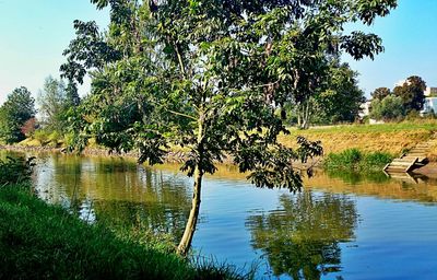 Reflection of trees in lake