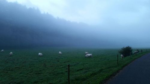 Sheep on landscape against sky