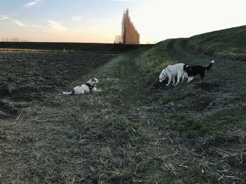 Dog on landscape against sky