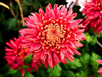 Close-up of red flowering plant