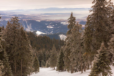 Trees on snow covered landscape against sky