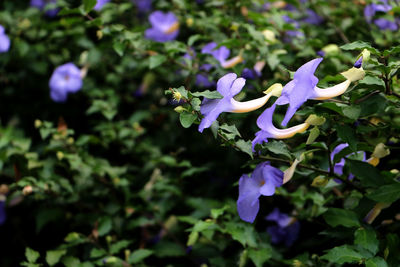 Close-up of purple flowering plant