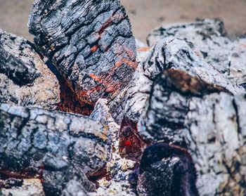 Extreme close up of tree trunk