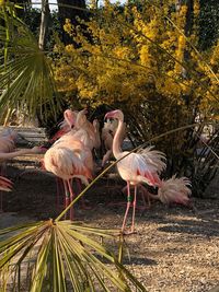 View of birds by the lake