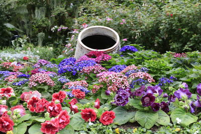 View of flowers and plants