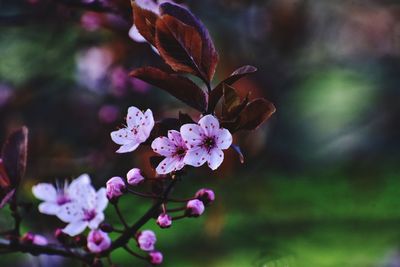 Pink blooming tree in the park in gdynia