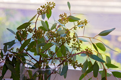 Close-up of flowering plant