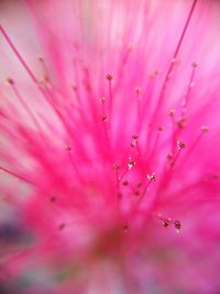 Macro shot of pink flower