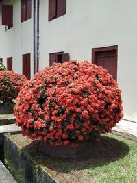 Pink flowering plants by window of building