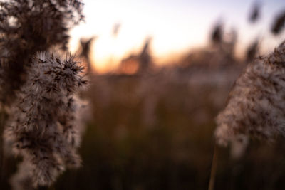 Close-up of whimisical plant on field against sky during sunset