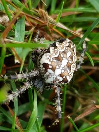 Close-up of insect on grass