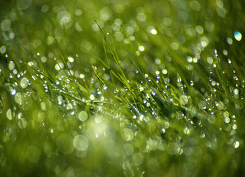 Full frame shot of wet spider web