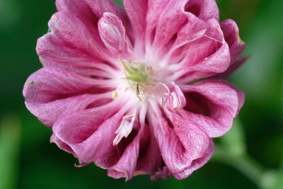 Close-up of pink flowers