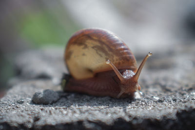 Close-up of snail