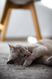 Close-up of cat sleeping