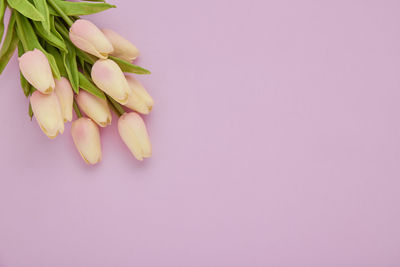 Close-up of pink flowering plant against white background