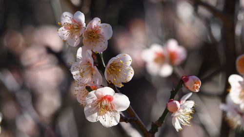Close-up of white cherry blossom