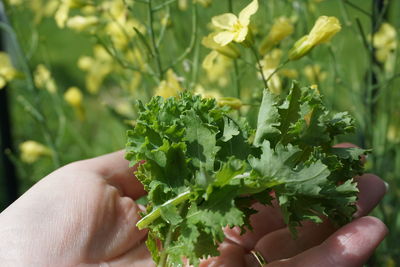 Cropped image of hand holding kale leaves in vegetable garden