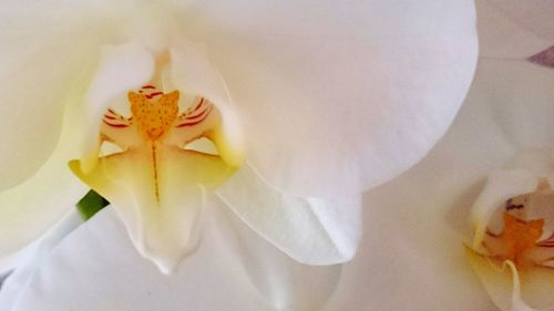 Close-up of flower