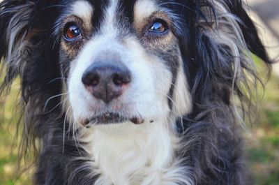 Close-up portrait of dog