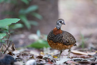 Close-up of a bird on land