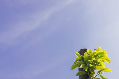 Low angle view of flowering plant against blue sky