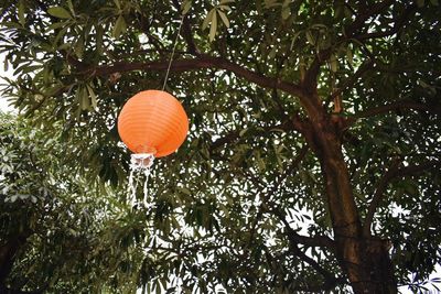 Low angle view of orange tree against sky