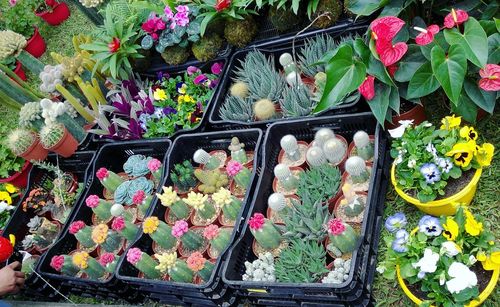 High angle view of plants for sale