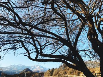 Low angle view of bare tree against sky