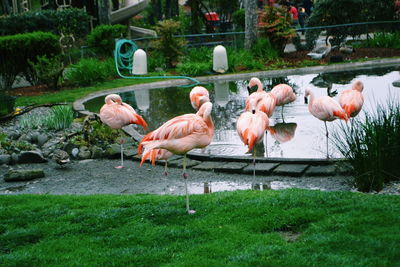 View of birds in water