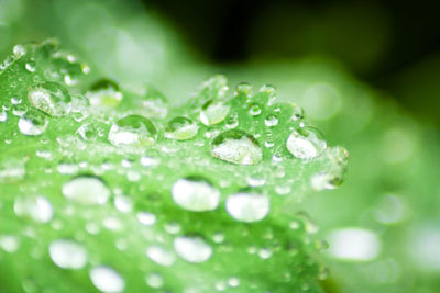 Close-up of water drops on leaf
