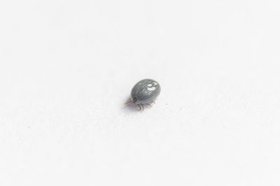 Close-up of snail on white background