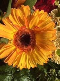 Close-up of yellow flower blooming outdoors