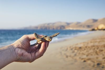 Close-up of a hand holding crab on beach