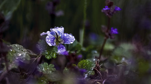 Close-up of purple flowering plants