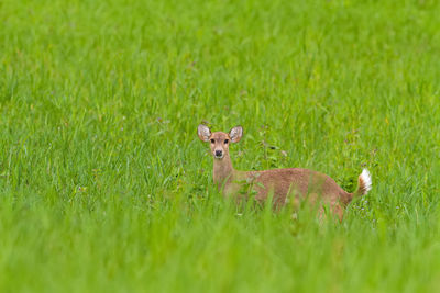 Sheep on field