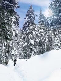 Snow covered pine trees against sky