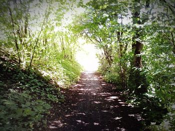 Narrow pathway along trees in park