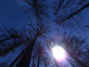 Low angle view of bare trees against sky