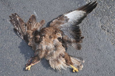 High angle view of dead eagle