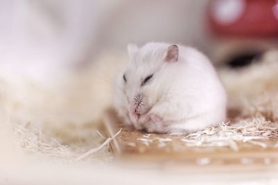 Image of a sleepy white hamster.