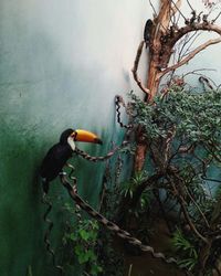 Close-up of bird on wall