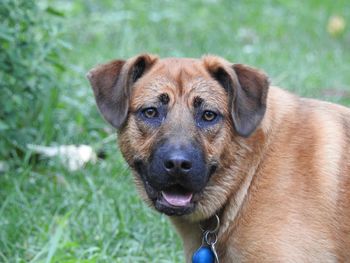 Close-up portrait of a dog